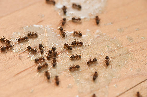New Stanton, PA Pest Control Company